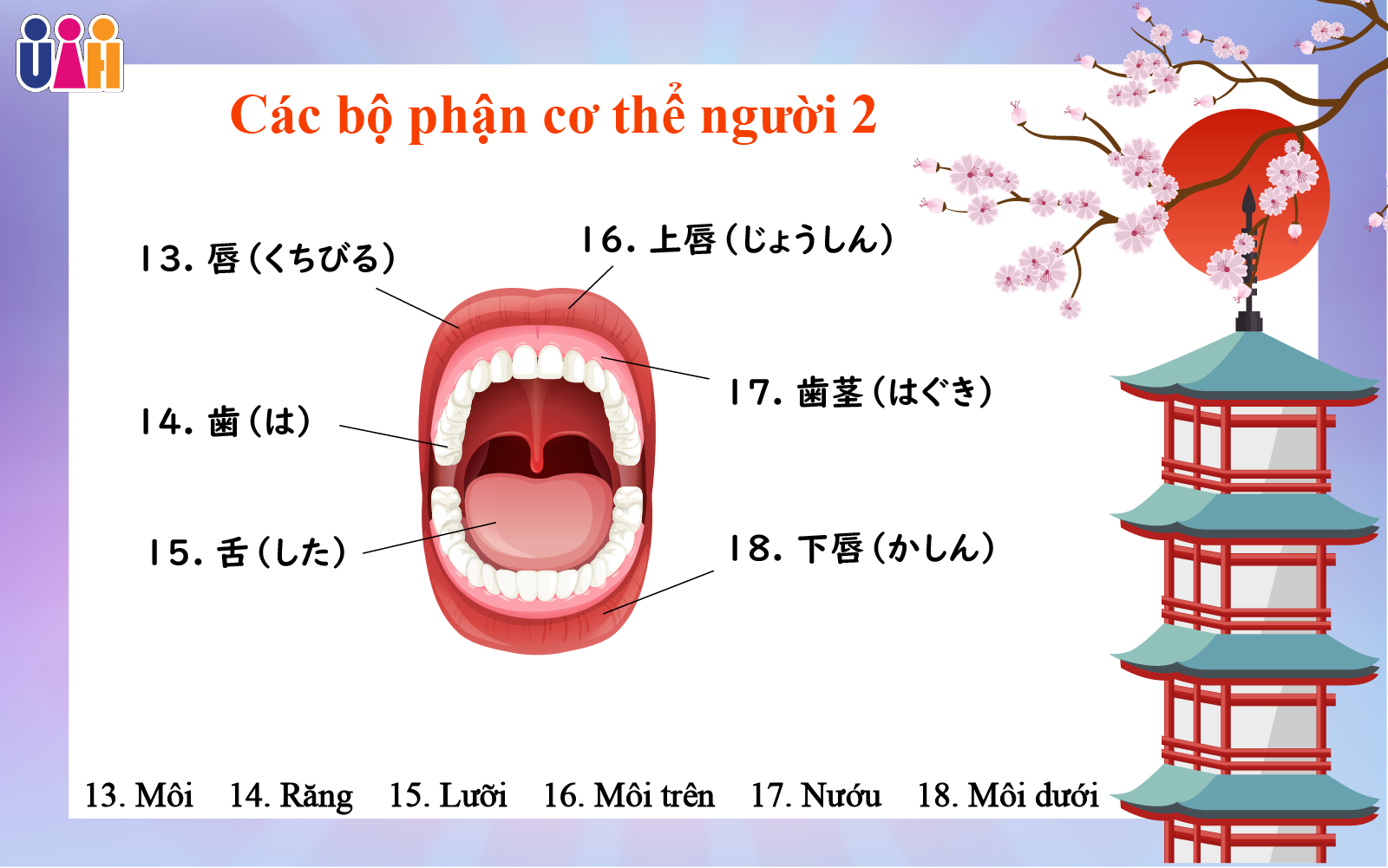 Từ vựng bộ phận cơ thể người