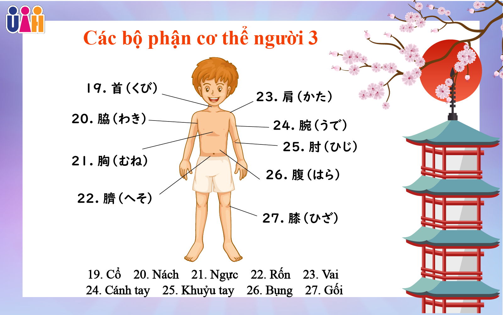 Từ vựng bộ phận cơ thể người
