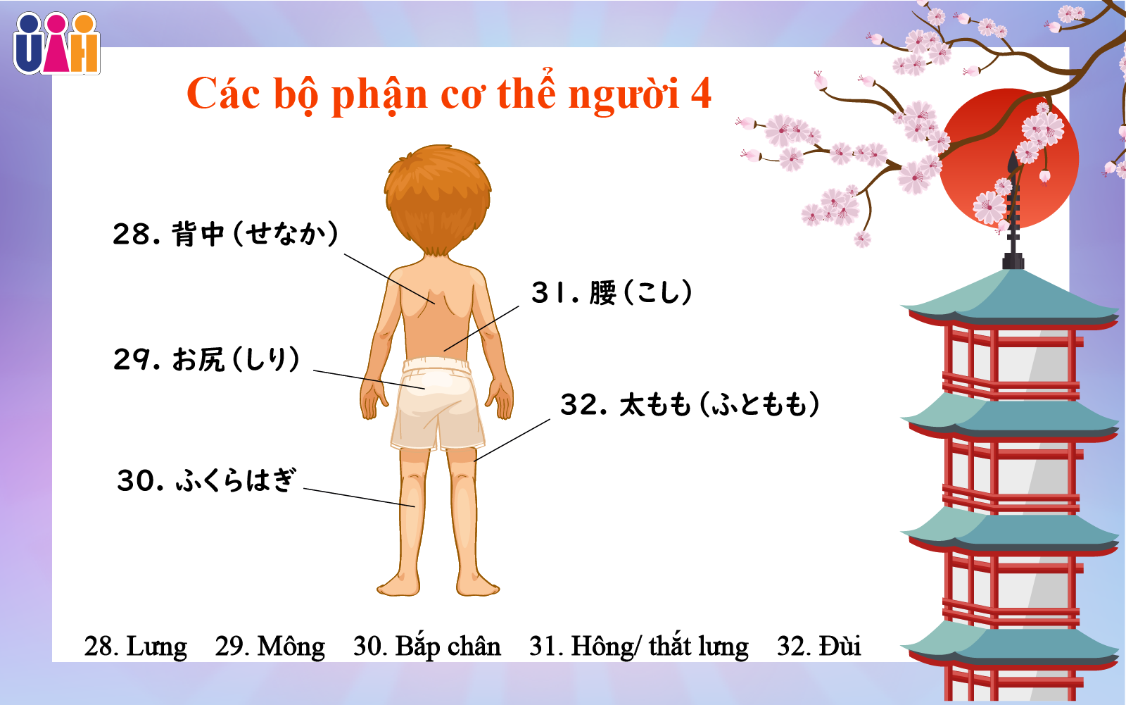 Từ vựng bộ phận cơ thể người