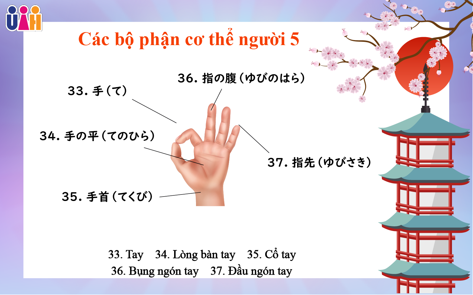 Từ vựng bộ phận cơ thể người