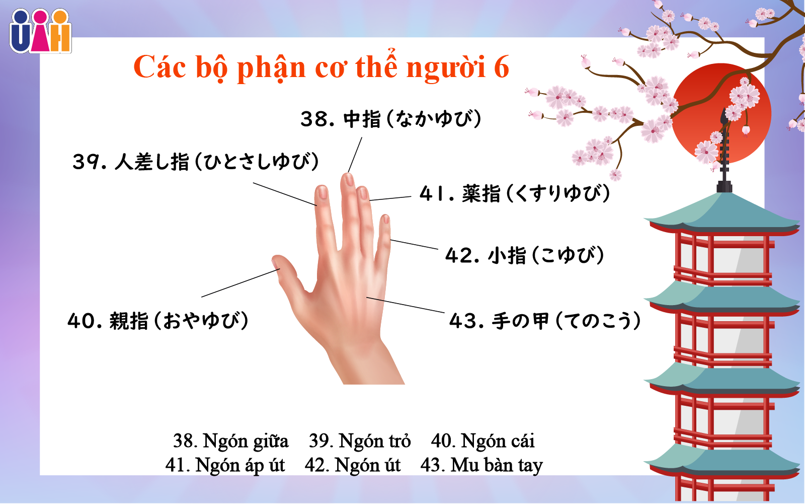 Từ vựng bộ phận cơ thể người