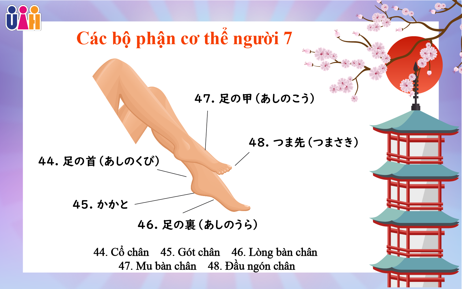 Từ vựng bộ phận cơ thể người