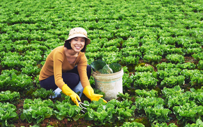 TUYỂN NHÂN VIÊN THU HOẠCH LÁ TÍA TÔ