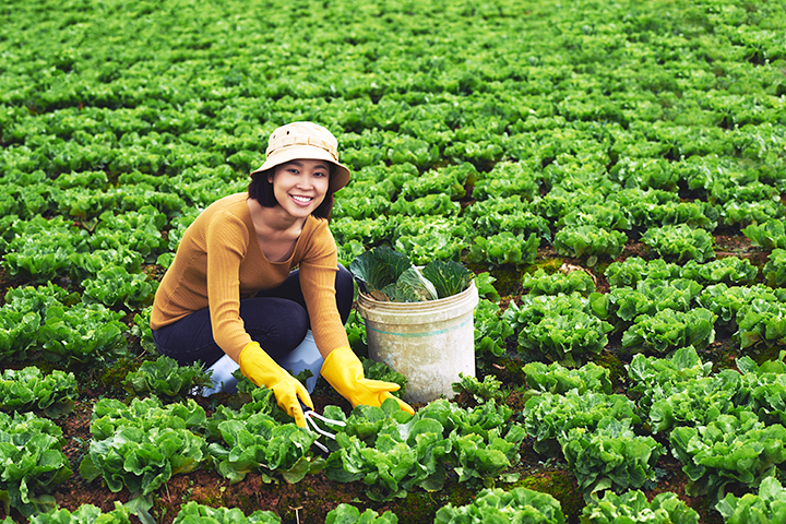 TUYỂN NHÂN VIÊN THU HOẠCH LÁ TÍA TÔ