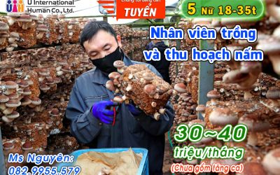 TUYỂN NHÂN VIÊN TRỒNG VÀ THU HOẠCH NẤM
