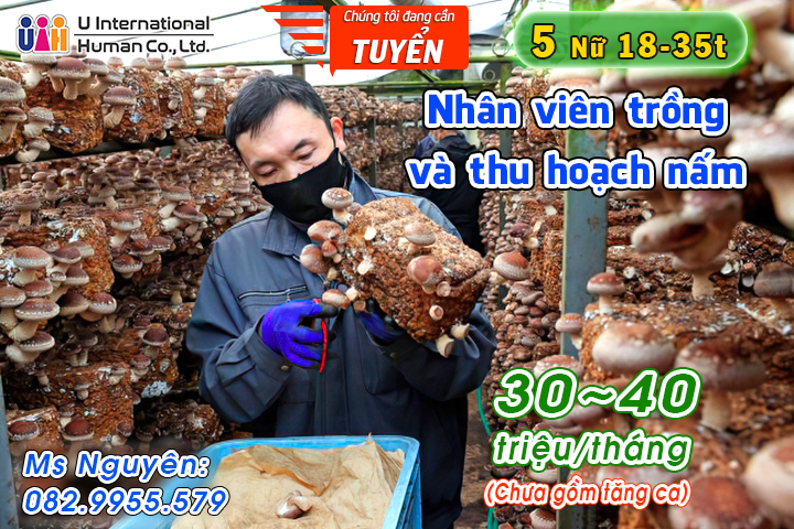 TUYỂN NHÂN VIÊN TRỒNG VÀ THU HOẠCH NẤM